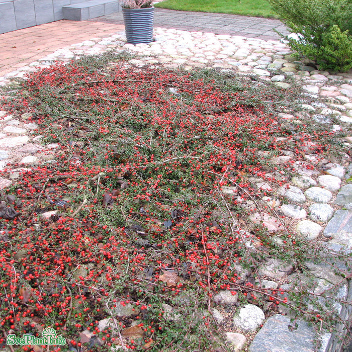 Cotoneaster x suecicus 'Coral Beauty' Stam 80cm C10