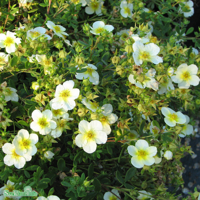 Dasiphora (Fruticosa) 'Limelight' Busk C3,5