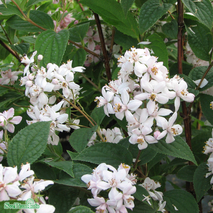 Deutzia x hybrida 'Mont Rose' Solitär C10 80-100cm