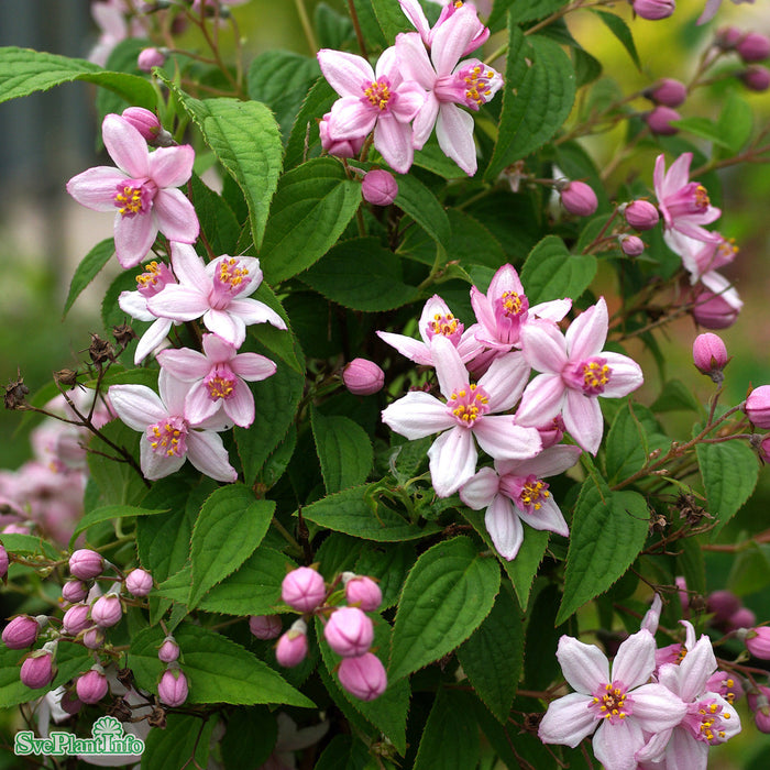 Deutzia magnificum 'Strawberry Fields' Busk C5