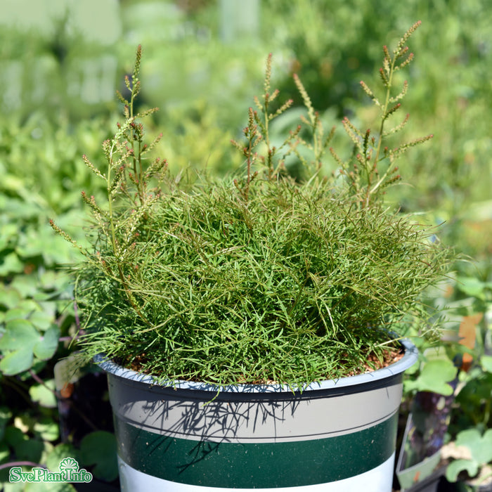 Aruncus 'Fairy Hair' A-kval