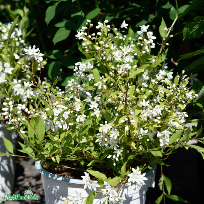 Deutzia 'Yuki Snowflake' Busk C5