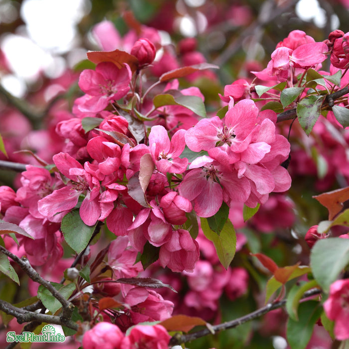 Malus 'Royal Beauty' Högstam Kl So 12-14