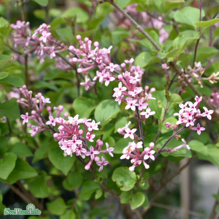 Syringa 'Bloomerang Pink Perfume' Stam C6,5 50-60cm