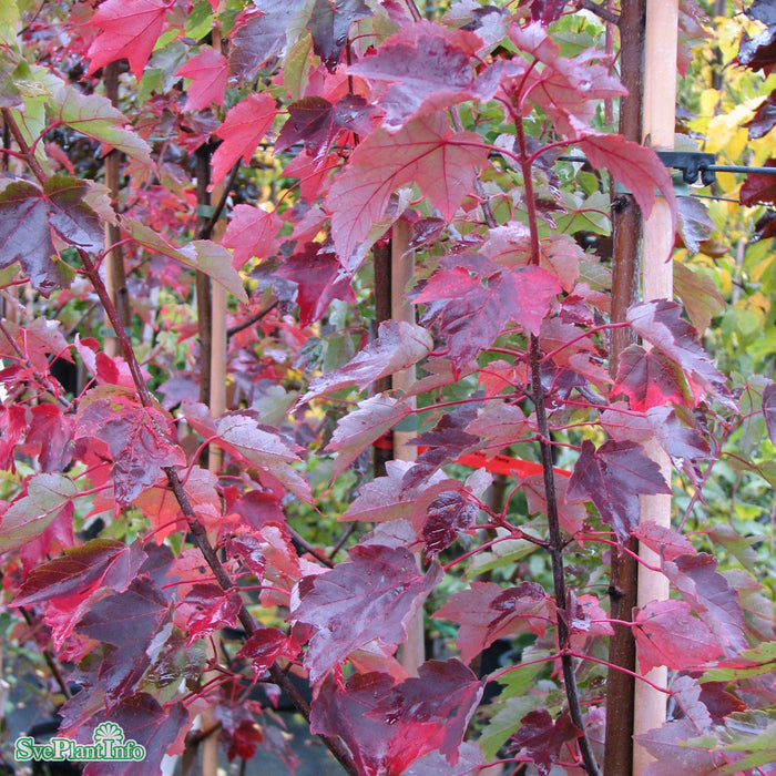 Acer platanoides 'Crimson Sentry' Stam C12 120cm