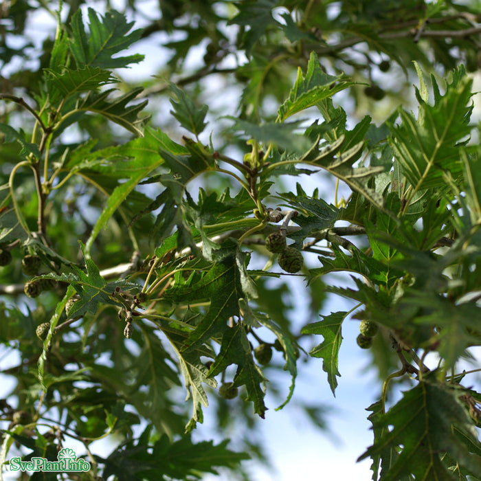 Alnus incana 'Laciniata' Högstam Kl So 12-14