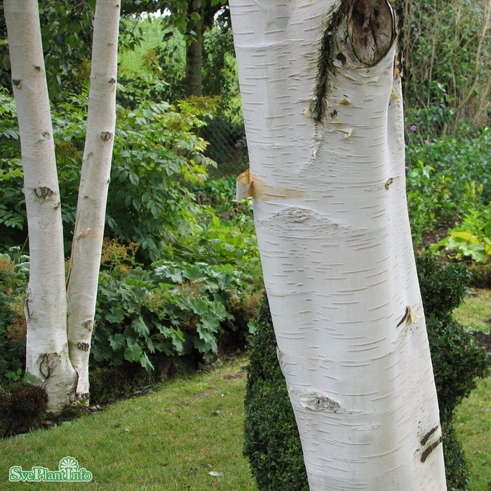Betula utilis subsp. jacquemontii Solitär C12 125-150cm