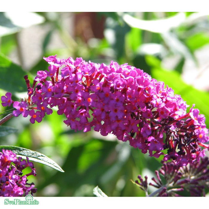 Buddleja davidii 'Royal Red' C5
