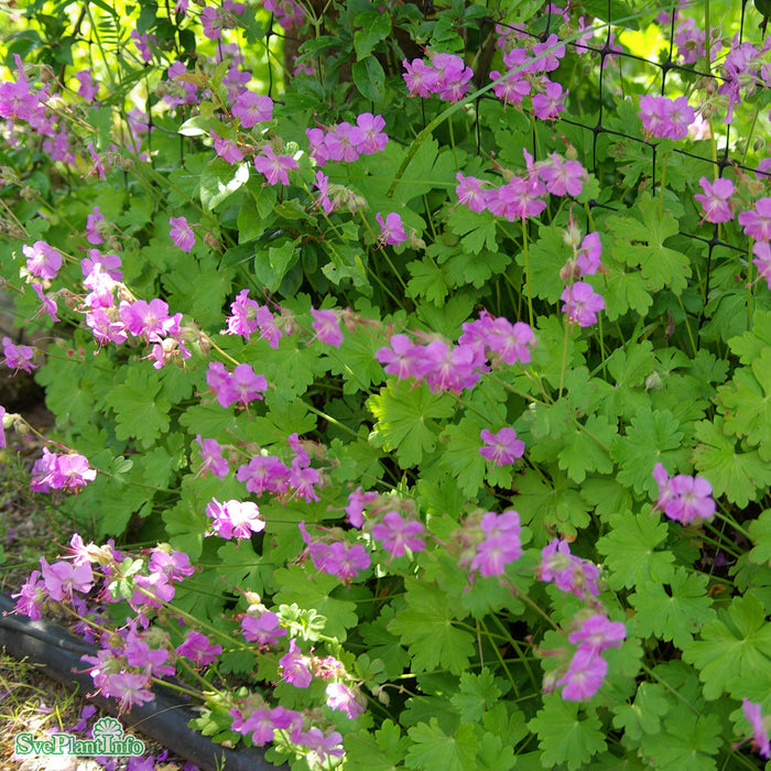 Geranium cantabrigiense 'Karmina' A-kval