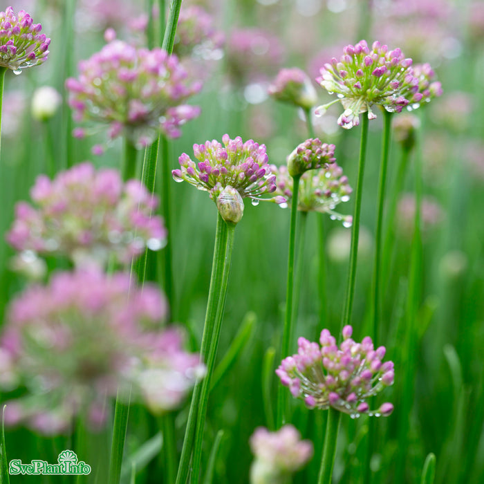 Allium senescens 'Millenium' C6