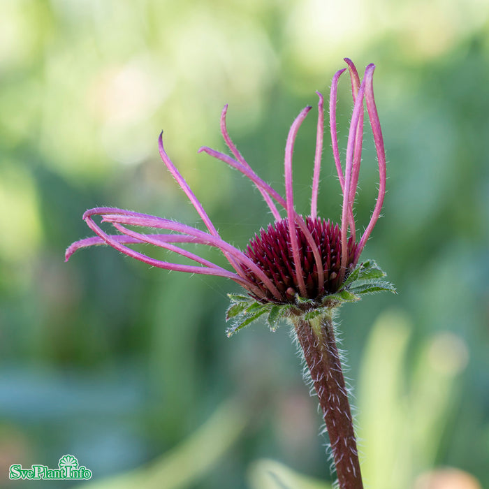 Echinacea pallida A-kval