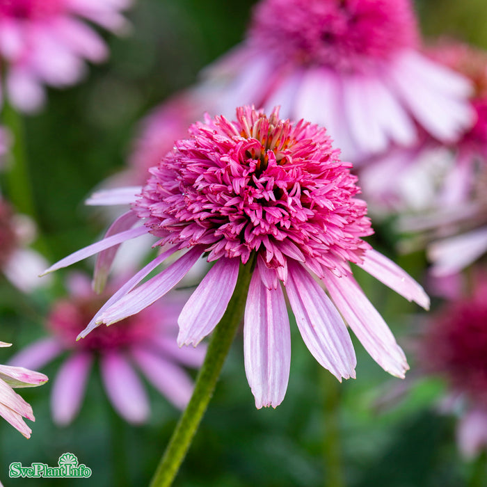 Echinacea purpurea 'Pink Double Delight' A-kval