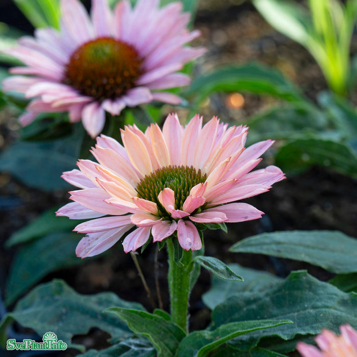 Echinacea 'Sunseekers Salmon' A-kval