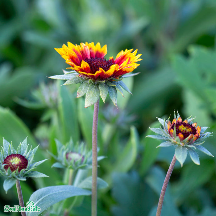 Gaillardia aristata 'Kobold' A-kval