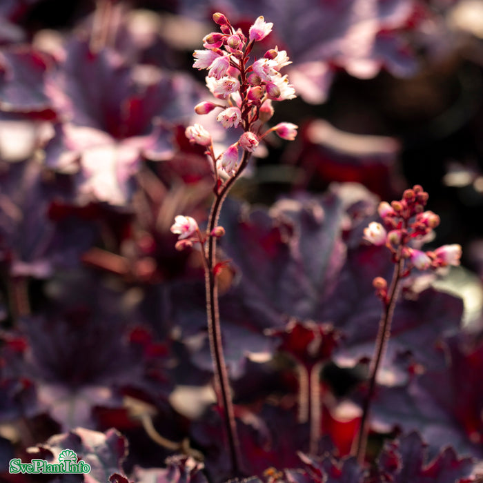 Heuchera 'Forever Purple' A-kval