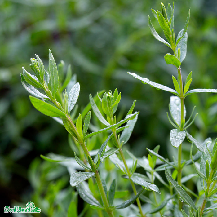 Hyssopus officinalis A-kval