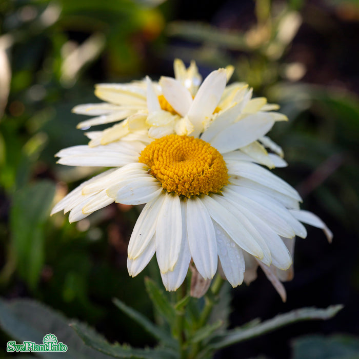 Leucanthemum superbum 'Banana Cream' A-kval