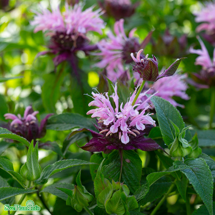 Monarda 'Beauty Of Cobham' A-kval