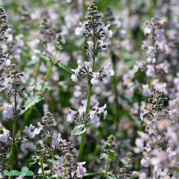 Nepeta faassenii 'Amelia' A-kval