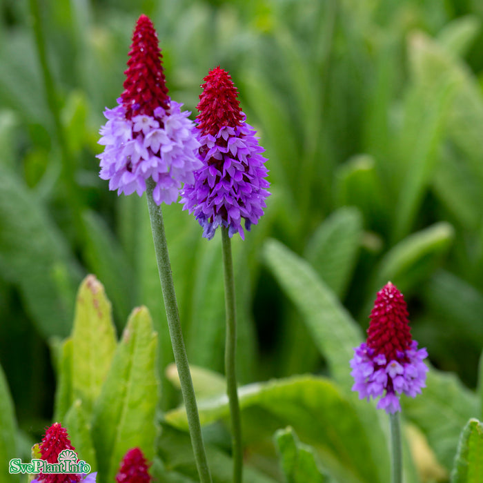 Primula vialii A-kval