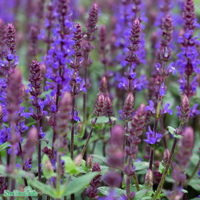 Salvia nemorosa 'Caramia' A-kval C2,8