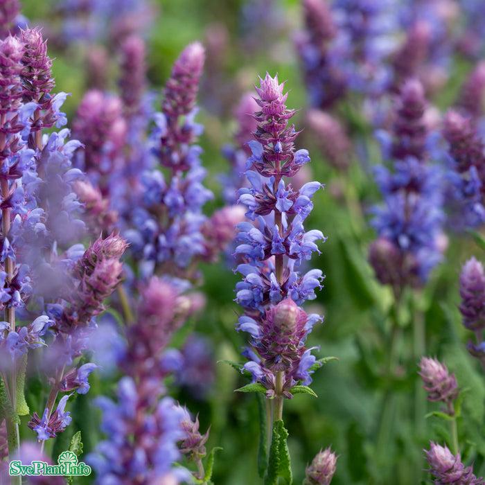 Salvia nemorosa 'Salute Ice Blue' A-kval C2