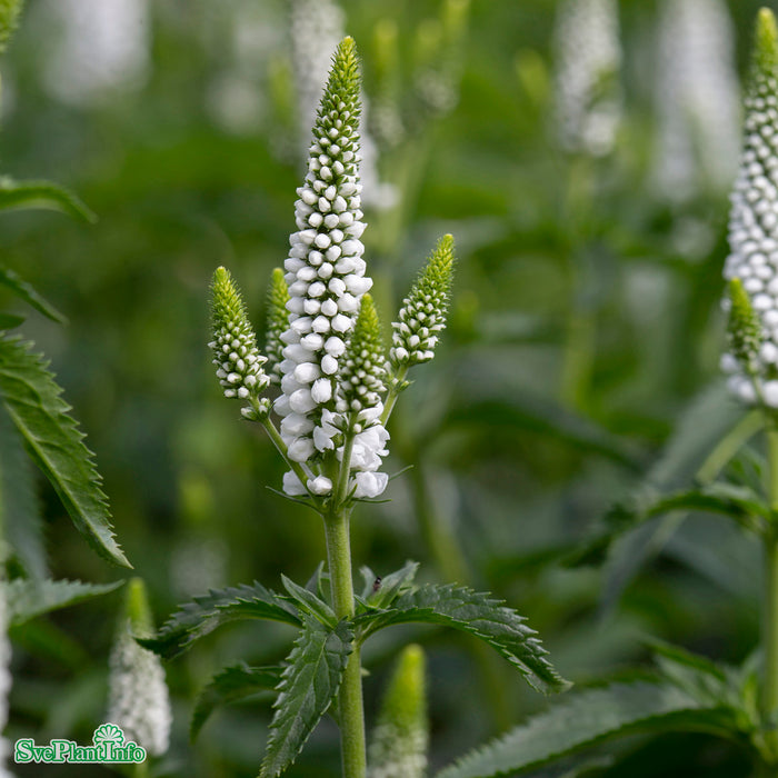 Veronica longifolia 'First Lady' A-kval