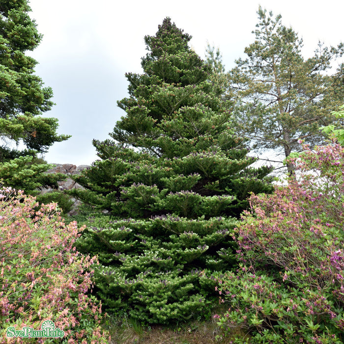 Abies koreana C25 60-80cm