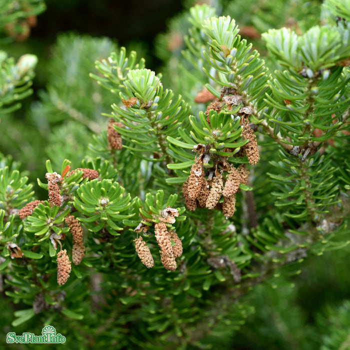 Abies koreana C25 60-80cm