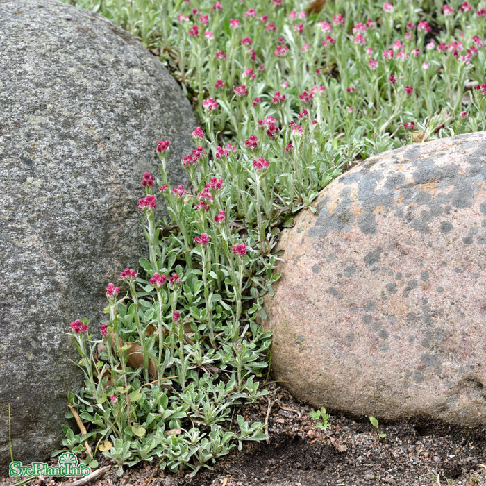 Antennaria dioica 'Rubra' A-kval