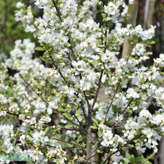Exochorda racemosa 'Niagara' Busk C5