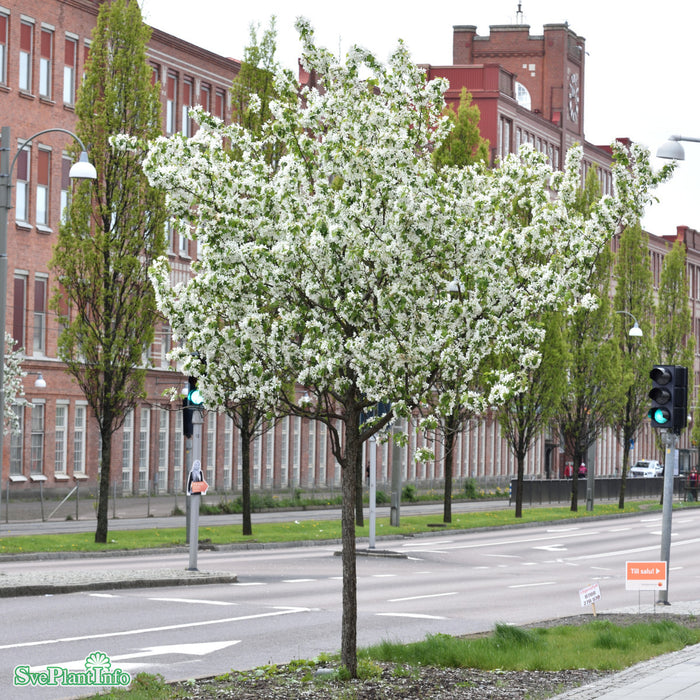 Malus 'Street Parade' Högstam Kl So 12-14