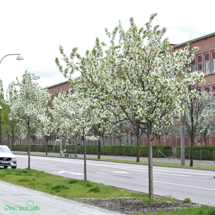 Malus 'Street Parade' Högstam Kl So 12-14