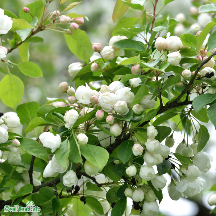 Malus 'Madonna' Stam 90-110cm Co