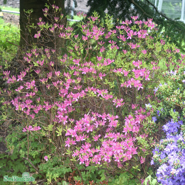 Rhododendron luteum 'Fraserii' C4,6 40-50cm