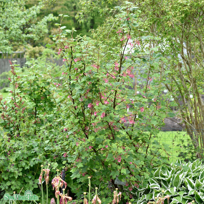 Ribes sanguineum 'King Edward VII' Busk C3,5 40-50cm