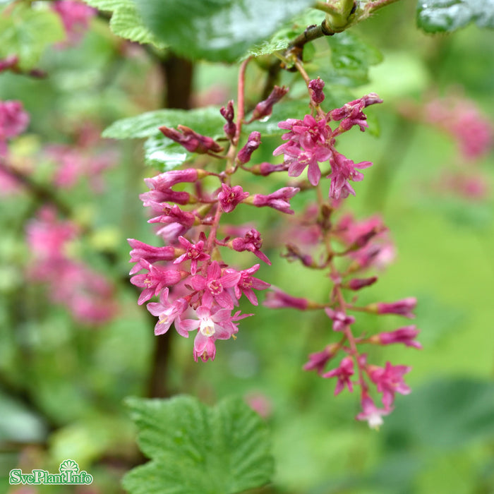 Ribes sanguineum 'King Edward VII' Solitär C10 80-100cm