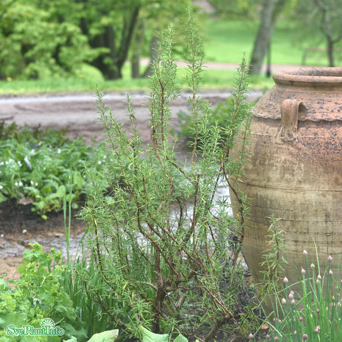 Rosmarinus officinalis A-kval