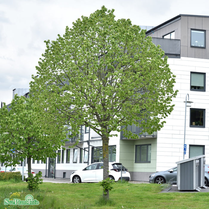 Tilia tomentosa 'Brabant' Högstam Kl So 12-14
