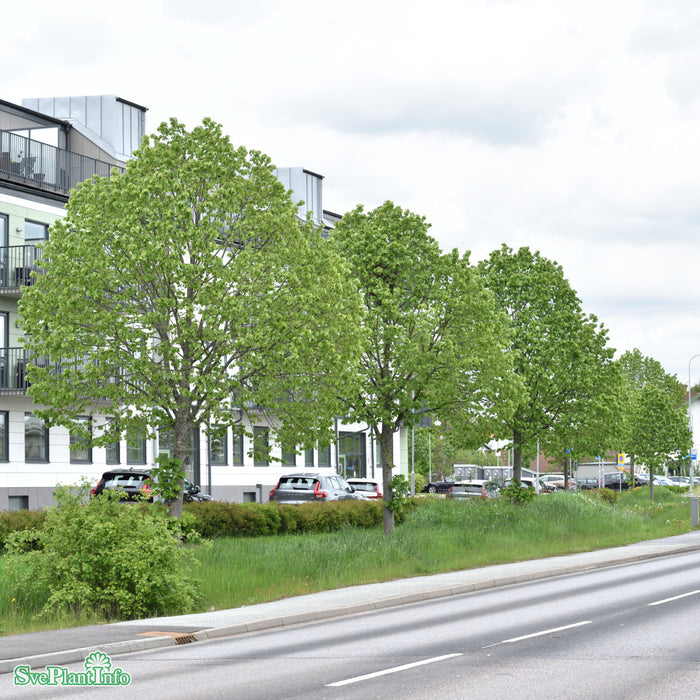 Tilia tomentosa 'Brabant' Högstam Kl So 12-14