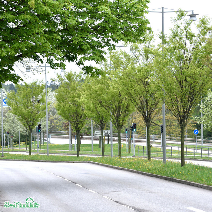 Zelkova serrata 'Green Vase' Högstam Kl So 12-14