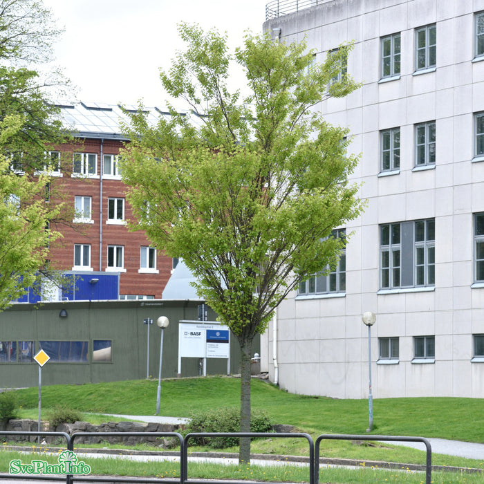 Zelkova serrata 'Green Vase' Högstam Kl So 12-14