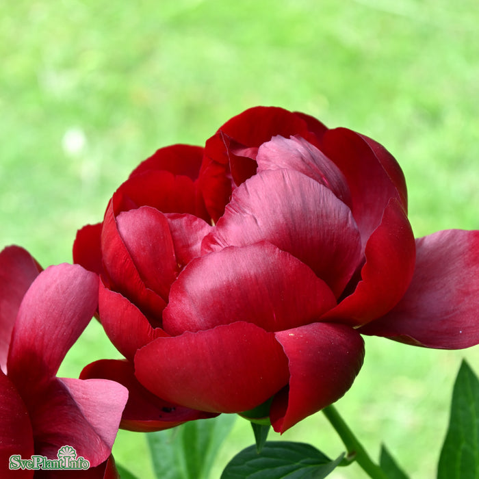 Paeonia lactiflora 'Buckeye Belle' 2L A-kval