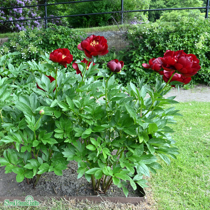 Paeonia lactiflora 'Buckeye Belle' 2L A-kval