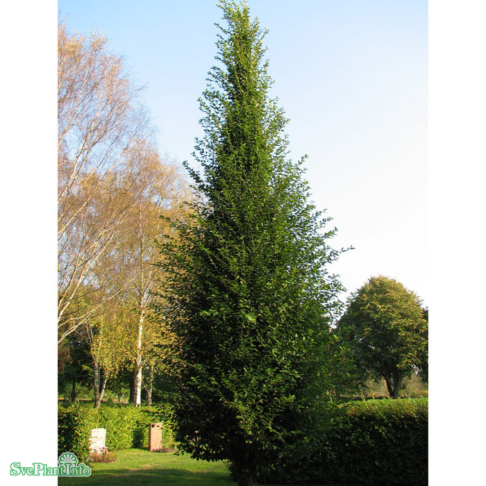 Carpinus betulus 'Fastigiata' Ungträd C20 250-300cm