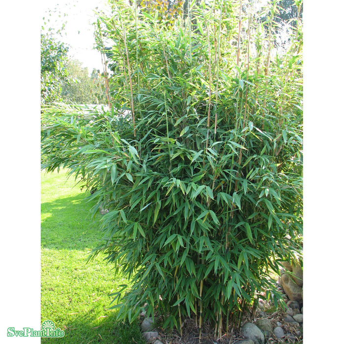 Fargesia murielae 'Jumbo' Busk C6 50-60cm