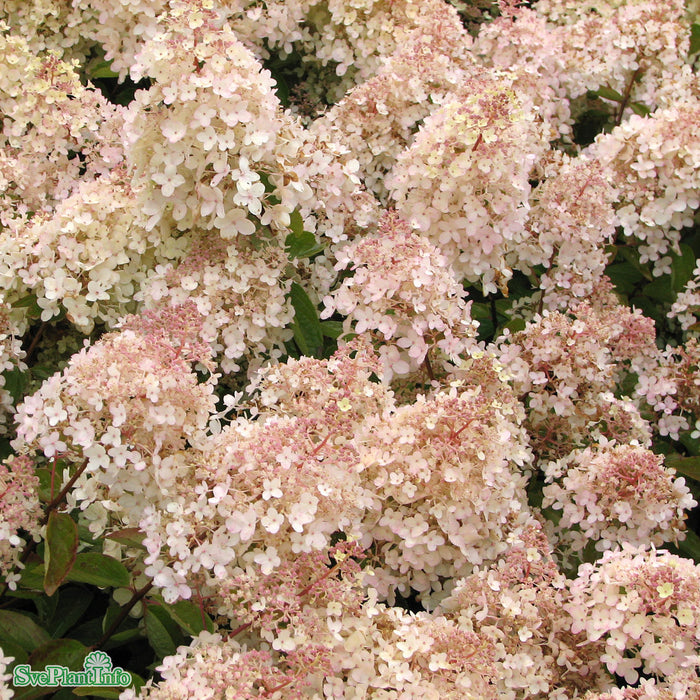 Hydrangea paniculata 'Grandiflora' Solitär C20 100-125cm