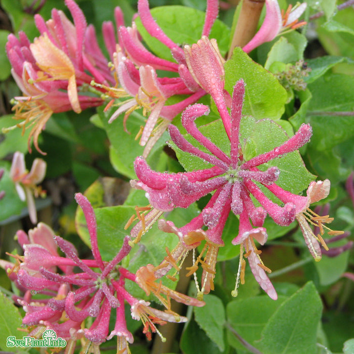 Lonicera x heckrottii 'Goldflame' A-kval C2