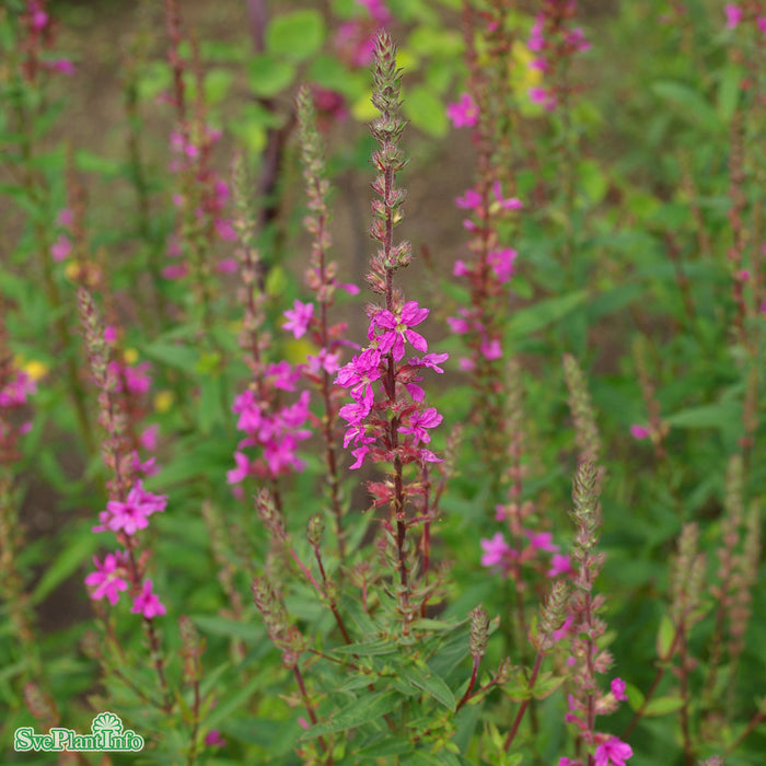 Lythrum salicaria 'Robert' A-kval
