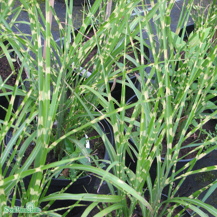 Miscanthus sinensis 'Strictus' A-kval C5